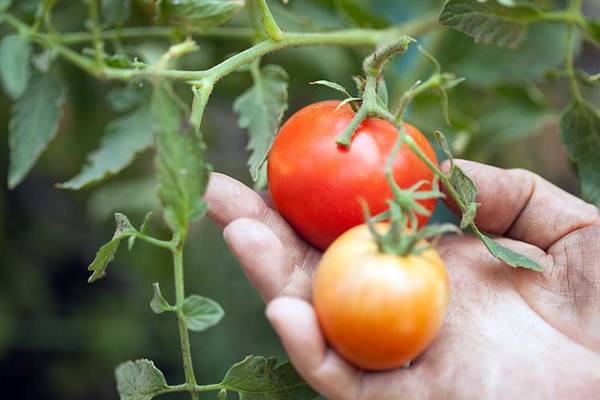Томаты будете раздавать соседям: поживите в июле помидоры этим удобрением