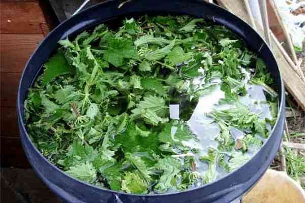 Жидкое зеленое удобрение из крапивы: как приготовить настой и применять для подкормки растений