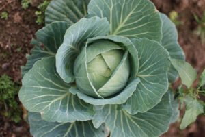 Top view of a green cabbage growing in the garden