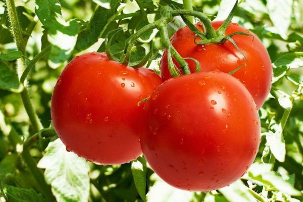 Можно ли увеличить урожай томатов с помощью соды