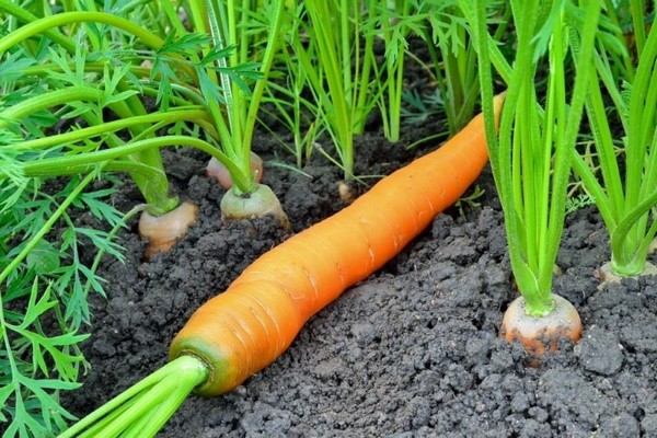 Зеленение морковь на грядке: основные причины проблемы и что нужно делать