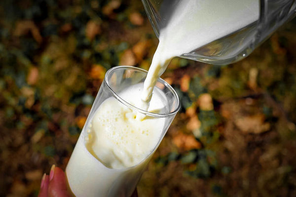 Агрономы объяснили, почему прокисшее молоко может быть полезной подкормкой для огурцов