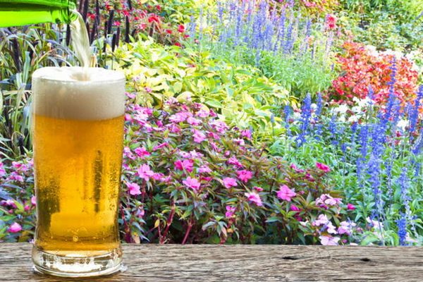 Зачем поливать растения самым дешевым пивом – чем оно полезно для культур