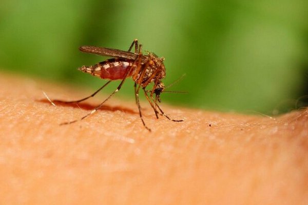Не прикладывайте подорожник и не расчесывайте: что нельзя делать с комариным укусом