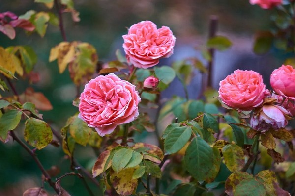 Что нужно сделать с розами в сентябре, чтобы наслаждаться красотой осенних цветов