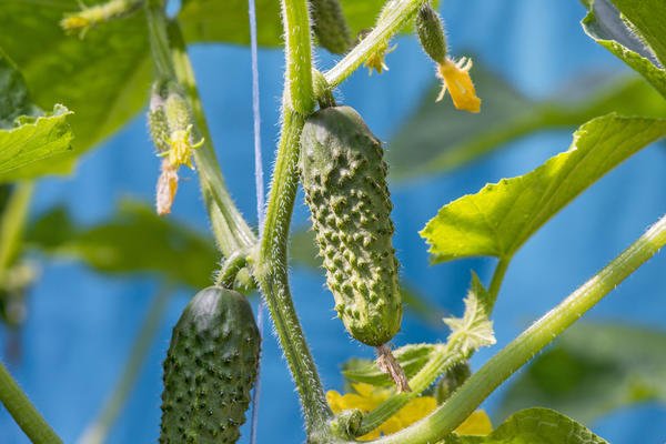Огурцы продолжат плодоносить до середины октября: эта подкормка позволит собирать урожай еще 2 месяца