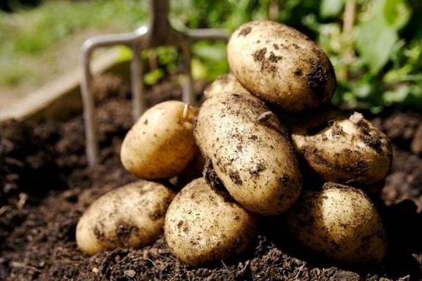 Можно ли хранить и есть картошку, больную фитофторозом: многие ошибаются