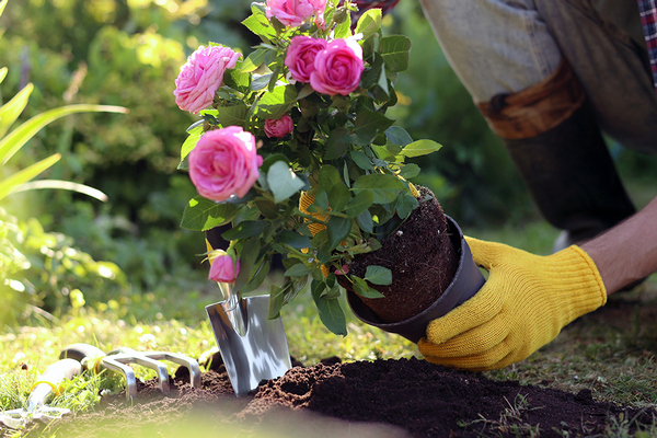 Чем подкормить розы в августе и сентябре: удобрения, которые помогут кустам пережить зиму
