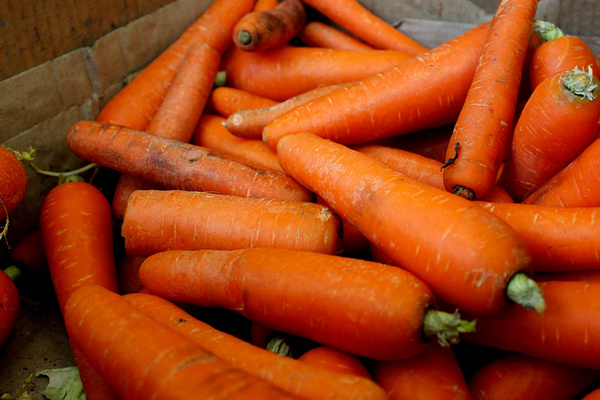 Собирайте морковь вовремя иначе рискуете остаться без урожая