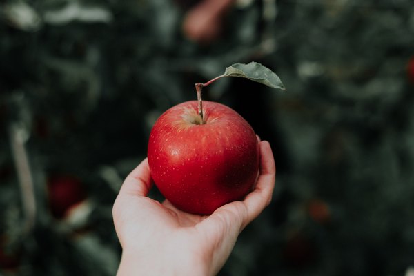 Свежие, печеные или сушеные: какие яблоки наиболее полезны для здоровья