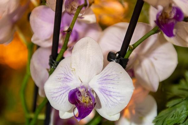 Орхидея невероятно зацветет: просто полейте ее этим раствором