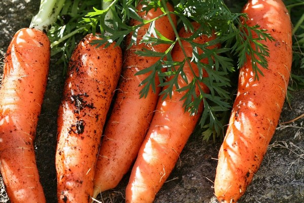 Чем подкормить морковь в августе, чтобы была сладкая