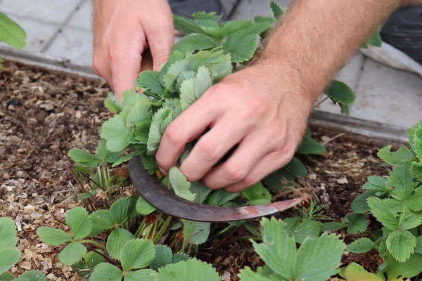 Нужно ли срезать листья у клубники на зиму: советы опытных садоводов