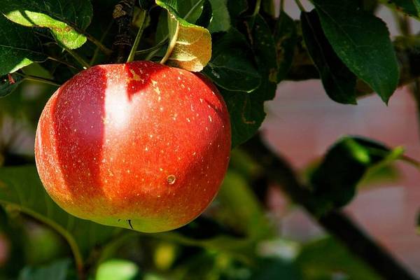 Обязательные августовские процедуры для яблони для сбора урожая больших, сладких и не гнилых яблок