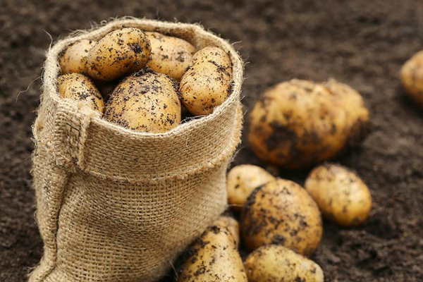 Как определить ядовитый картофель: достаточно знать эти признаки