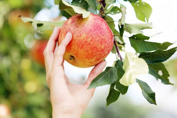 Как с помощью йода можно определить степень созревания яблок