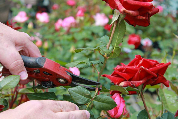 Чтобы розы зимовали без укрытия: поделимся с вами секретом, чем их подкормить в сентябре
