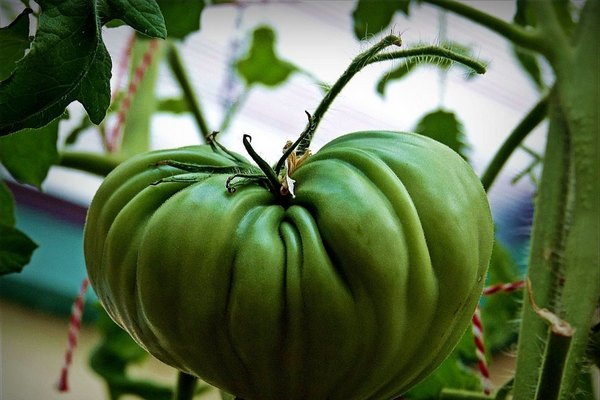 Простая уловка, которая поможет замедлить созревание зеленых помидоров