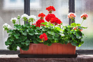 Geranium on window sill