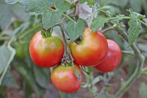 Особенности окраски помидоров: Почему нежелательно есть некрасивые помидоры