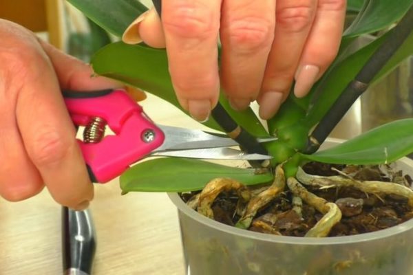 Вверх дном — метод, который помог многим орхидеям, поможет и вашей