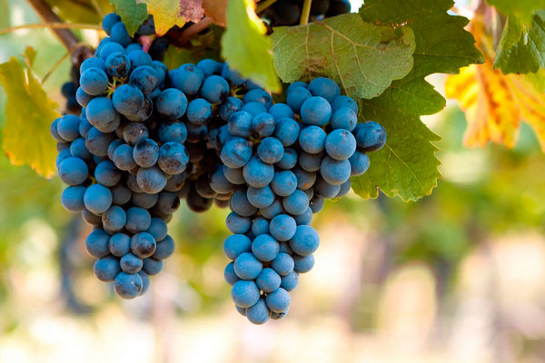 Урожай удивит соседей: чем подкормить виноград осенью