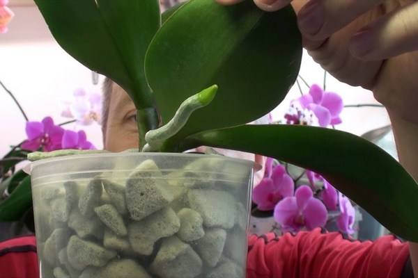 Орхидея вся покроется цветами: нанесите на поврежденные воздушные корни это средство