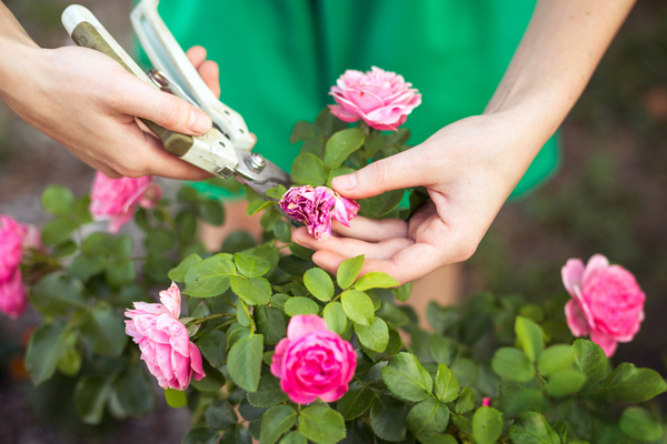 Как обрезать розу на зиму – сильно или немного? Правильная осенняя обрезка