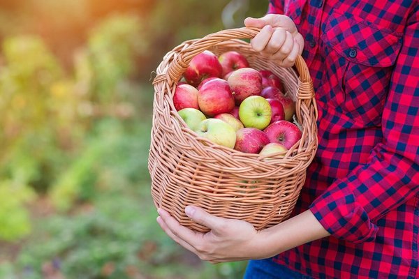 Надежные способы хранения яблок вплоть до весны