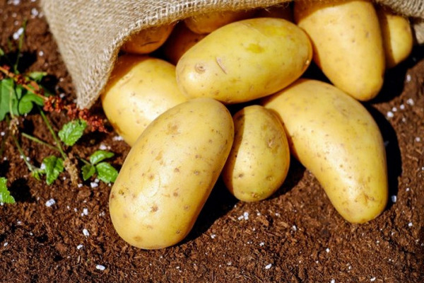 Диетологи объяснили, как правильно есть картофель, чтобы извлечь только пользу