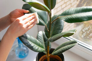 Woman wipes dust from green leaves of Ficus. Care of House plants. Home gardening.