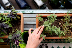 Female,Hand,Watering,Sage,Plant,On,Balcony,With,Basil,And