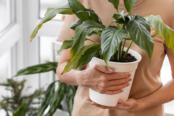 Особенности ухода за комнатными растениями зимой, чтобы защитить их от вредителей