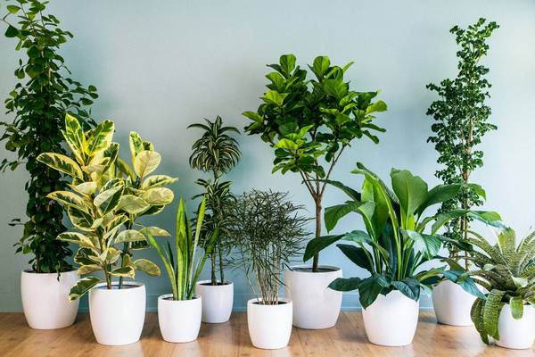 Особенности ухода за комнатными растениями зимой, чтобы защитить их от вредителей