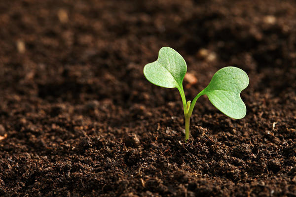 Следует ли проливать рассадную почву кипятком перед посевом: все «за» и «против»