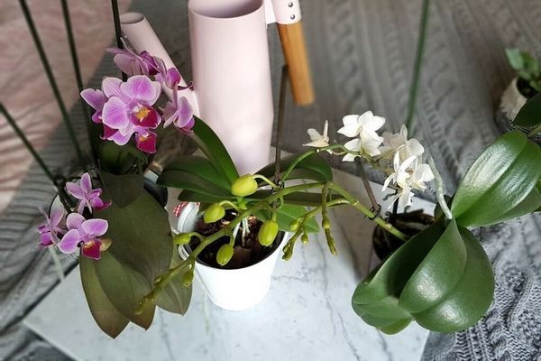 Ваши орхидеи отцвели – что делать дальше