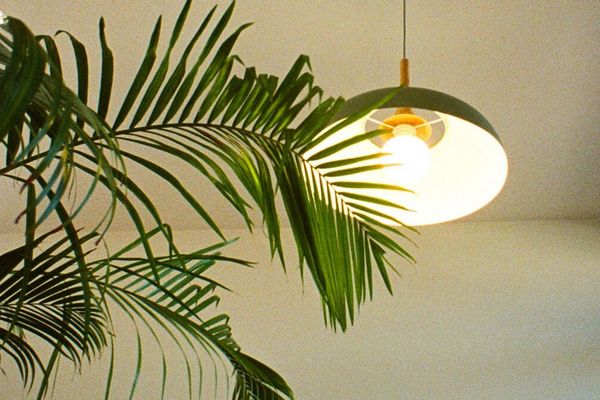 Сохнут листья у комнатной пальмы: как спасти растение