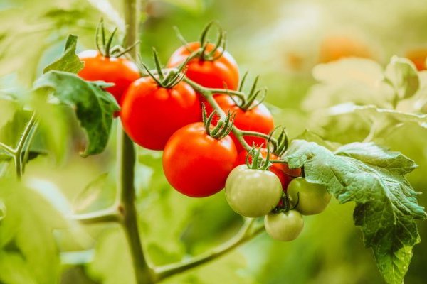 Высокорослые или низкорослые помидоры: какие томаты лучше посадить