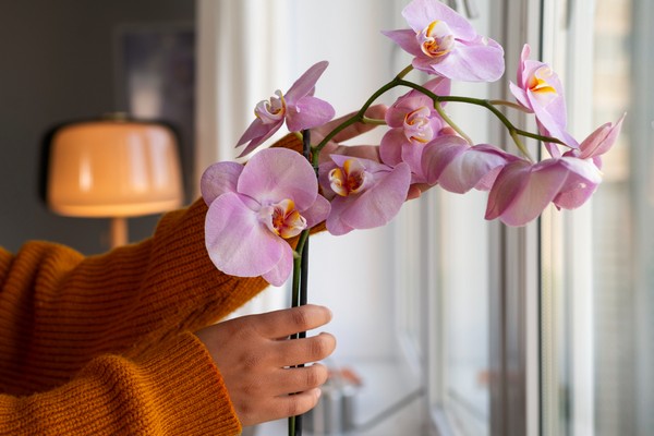 Банановый чай для орхидеи, который заставит цветок цвести