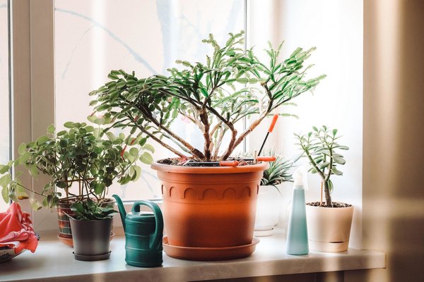 Как правильно покупать комнатные растения зимой