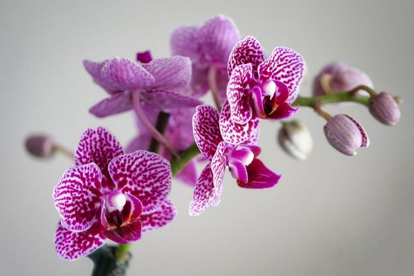 Хитрый метод обращения с орхидеей, чтобы заставить цветок зацвести
