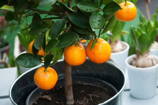 Главные советы, как успешно вырастить мандарин из косточки прямо дома