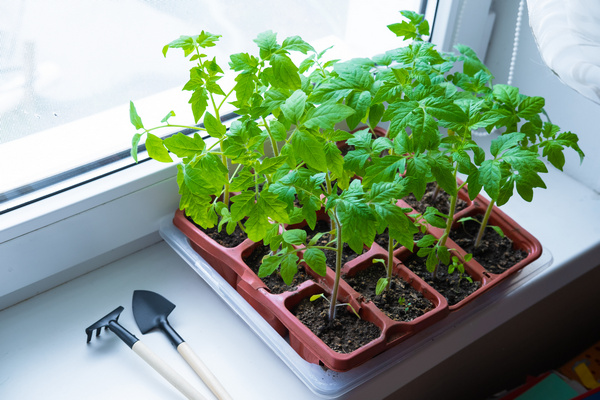 Лучший способ проращивания семян томатов, чтобы получить богатый урожай