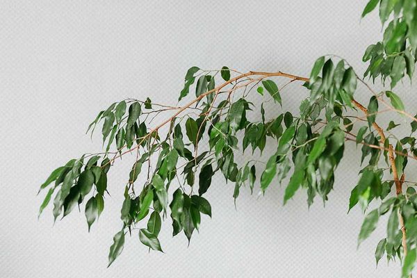Фикус Бенджамина порадует шикарными листьями: основные правила выращивания
