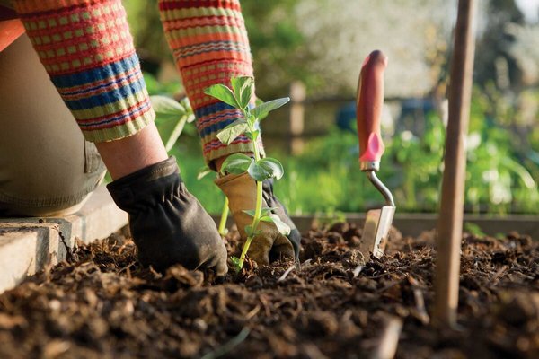 Народные приметы и предрассудки для хорошей рассады: обращаемся к мудрости огородников