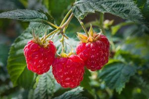 growth raspberries