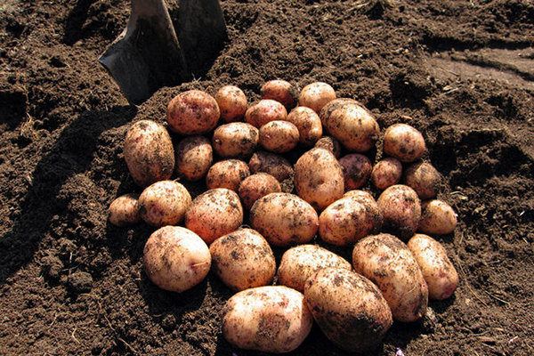 Как задержать прорастание семенного картофеля, что нужно сделать