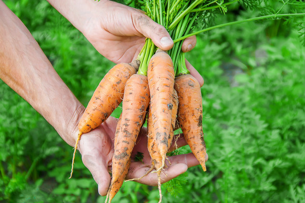 Как подготовить почву и семена, чтобы повысить урожайность моркови уже в момент посадки