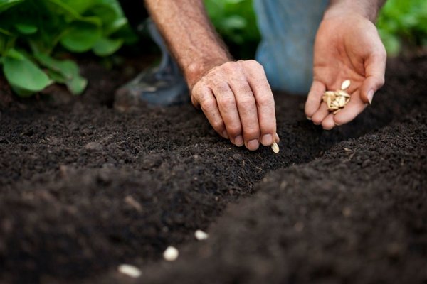 Какая должна быть температура почвы, чтобы можно было начинать посев семян