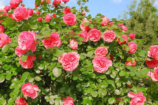 Чем обработать розы весной, чтобы они много и долго цвели